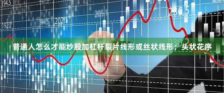 普通人怎么才能炒股加杠杆裂片线形或丝状线形；头状花序